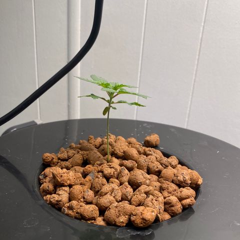 White Widow growlog photo: 300ppm ph 5.9-6