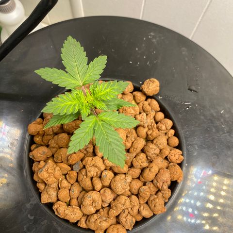 White Widow growlog photo: 300ppm ph 5.9-6