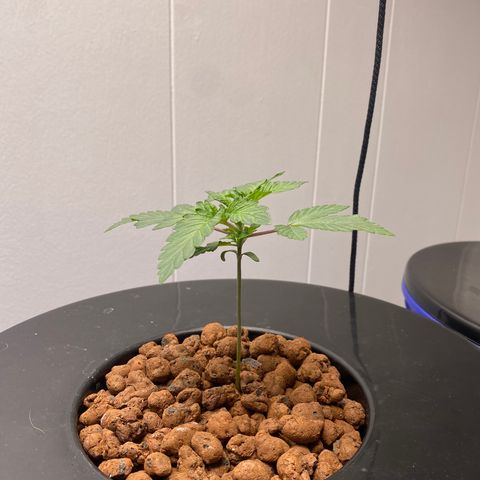 White Widow growlog photo: 300ppm ph 5.9-6