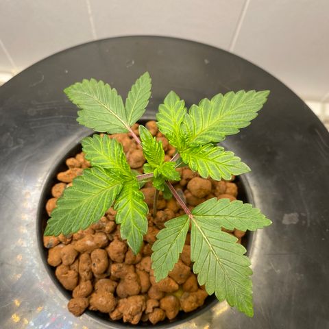 White Widow growlog photo: 300ppm ph 5.9-6