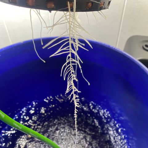 White Widow growlog timeline photo