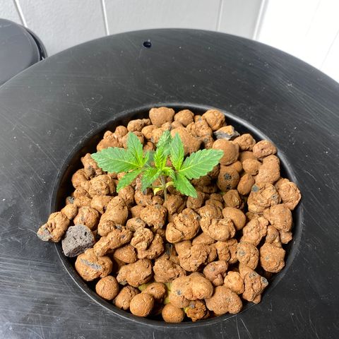 White Widow growlog timeline photo