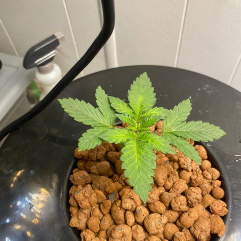 White Widow growlog timeline photo
