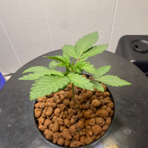 White Widow growlog timeline photo