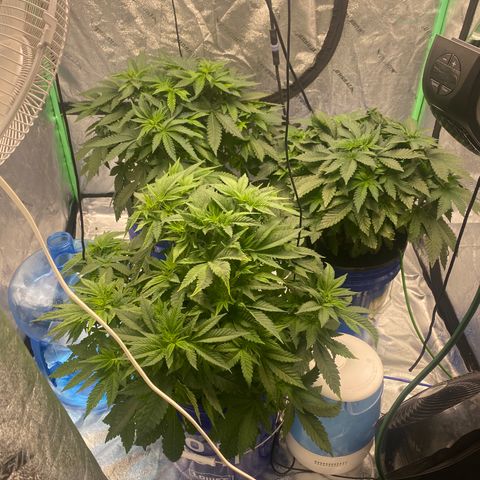 White Widow growlog timeline photo