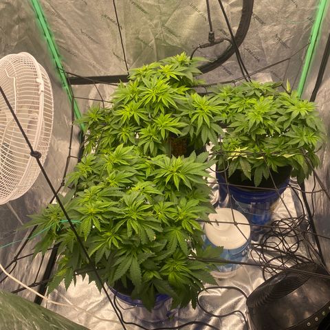 White Widow growlog photo: Net in ppm water change 998 ppm ec 2.0 