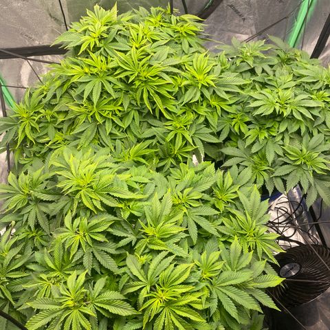 White Widow growlog timeline photo