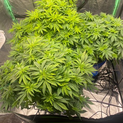 White Widow growlog photo: Water change 1,100 ppm 2.0ec 