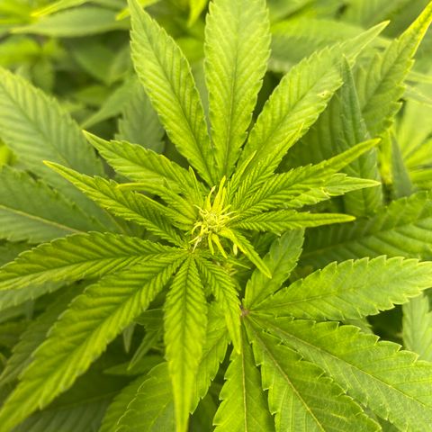White Widow growlog timeline photo
