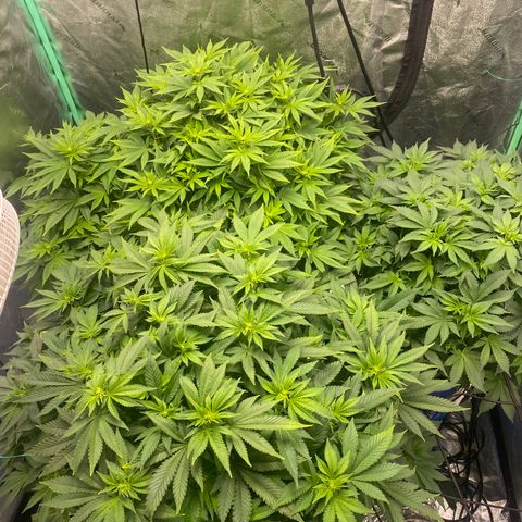 White Widow growlog timeline photo