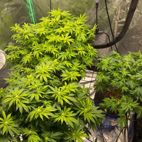 White Widow growlog timeline photo