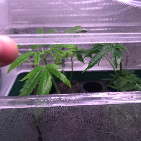 Cones #1 growlog timeline photo