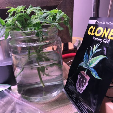 Cones #1 growlog timeline photo