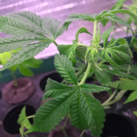 Cones #1 growlog timeline photo