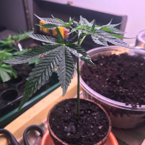Cones #1 growlog timeline photo