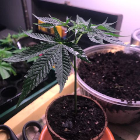 Cones #1 growlog timeline photo