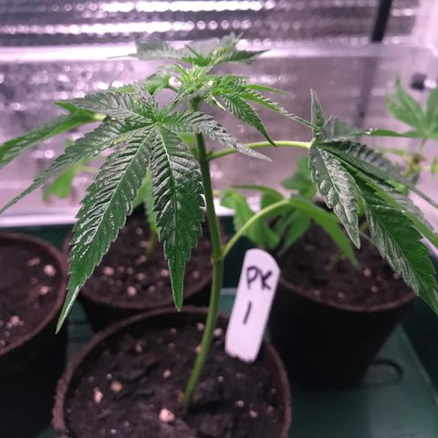 Cones #1 growlog timeline photo
