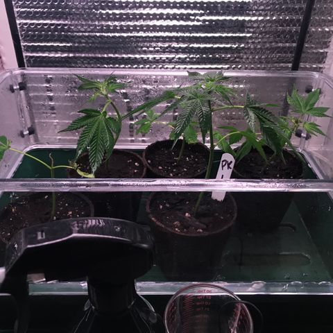 Cones #1 growlog timeline photo