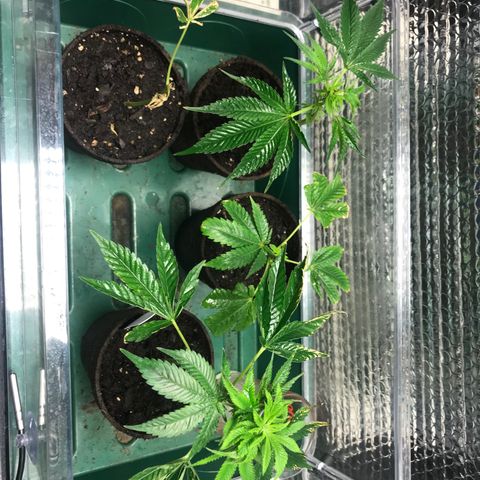 Cones #1 growlog timeline photo