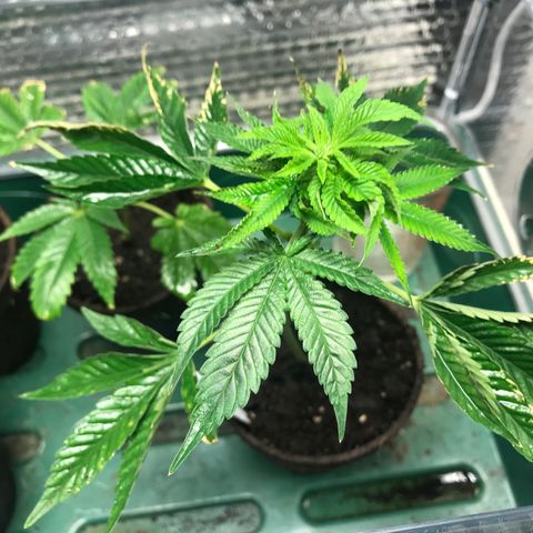 Cones #1 growlog timeline photo