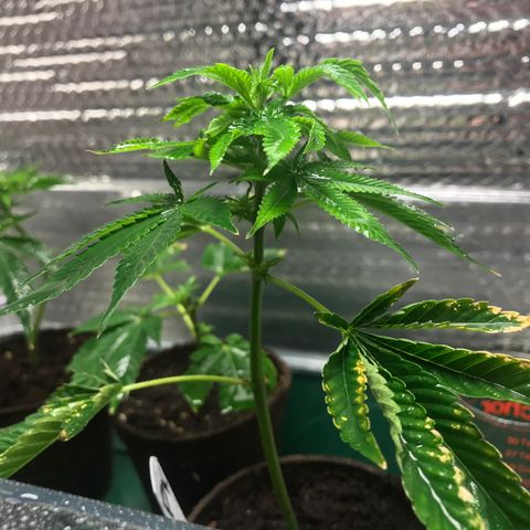 Cones #1 growlog photo: New growth started