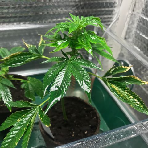 Cones #1 growlog photo: New growth started