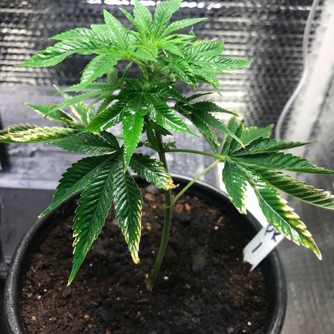 Cones #1 growlog timeline photo