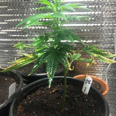 Cones #1 growlog timeline photo