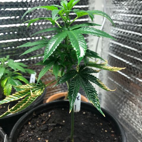 Cones #1 growlog timeline photo