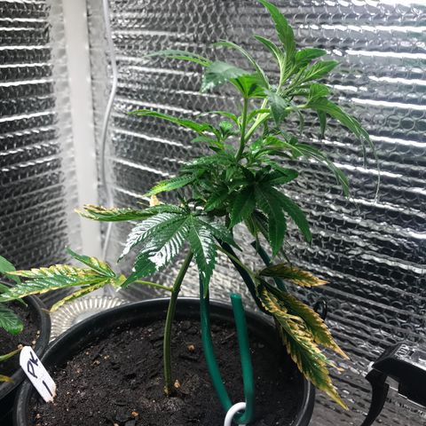 Cones #1 growlog timeline photo