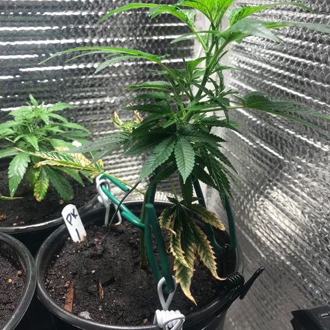 Cones #1 growlog timeline photo
