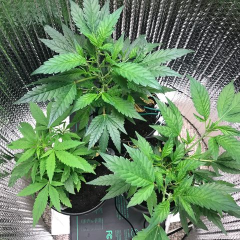 Cones #1 growlog timeline photo