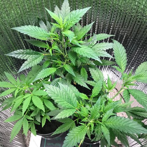 Cones #1 growlog timeline photo