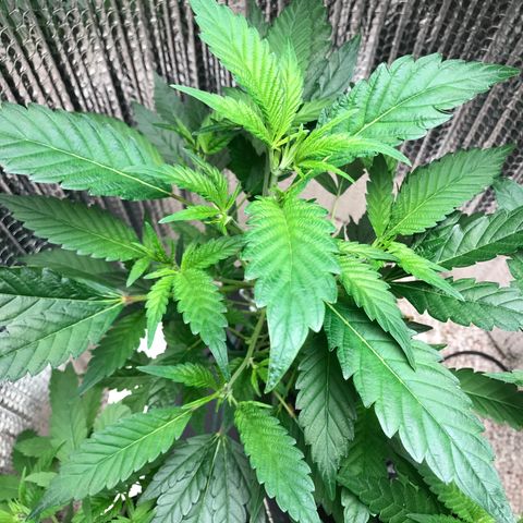 Cones #1 growlog timeline photo