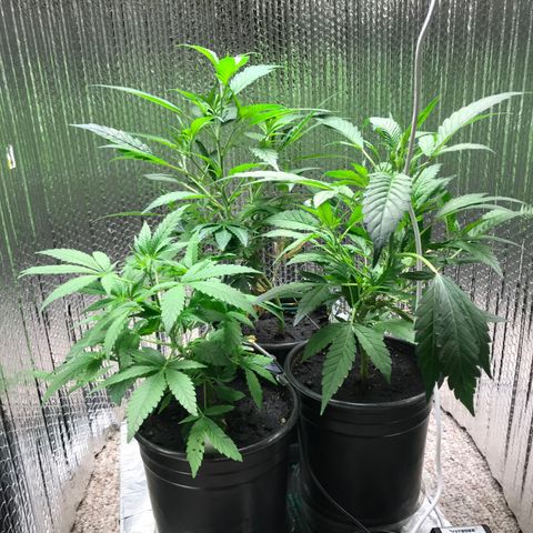Cones #1 growlog timeline photo