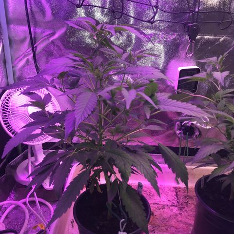 Cones #1 growlog timeline photo