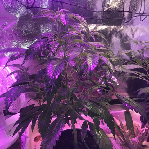 Cones #1 growlog timeline photo