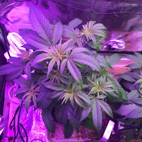 Cones #1 growlog timeline photo