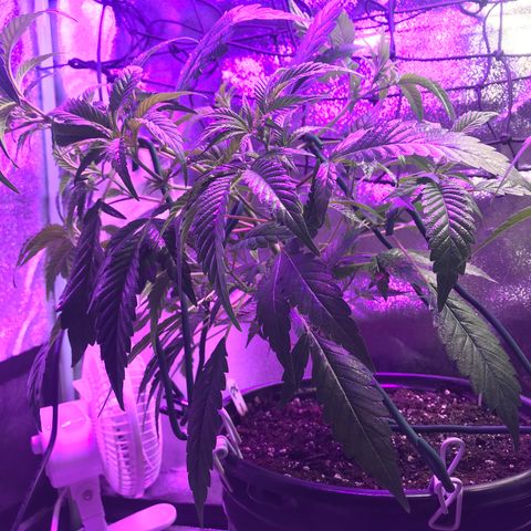 Cones #1 growlog timeline photo