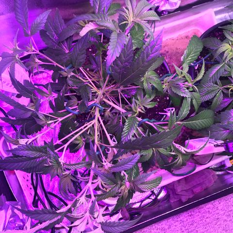 Cones #1 growlog timeline photo