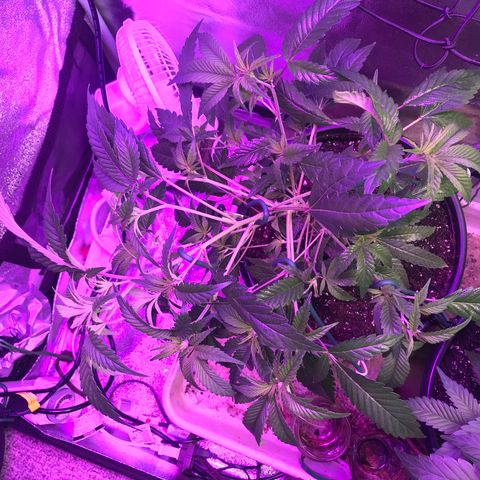 Cones #1 growlog timeline photo