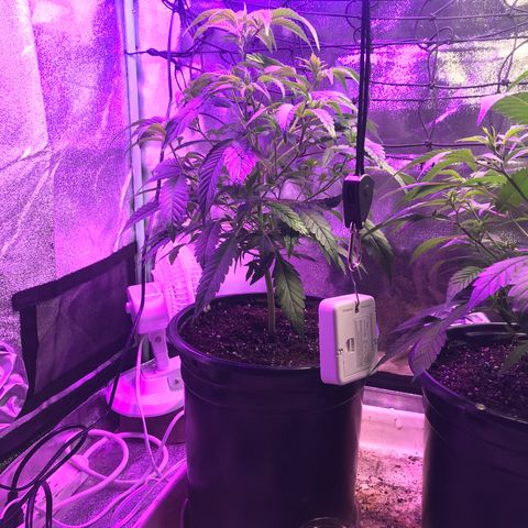 Cones #1 growlog timeline photo