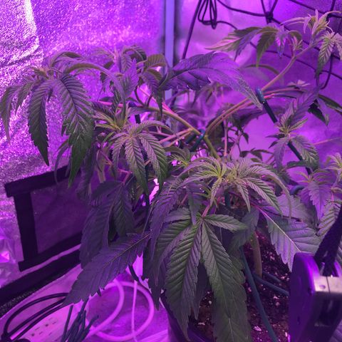 Cones #1 growlog timeline photo