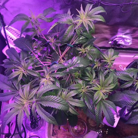 Cones #1 growlog timeline photo