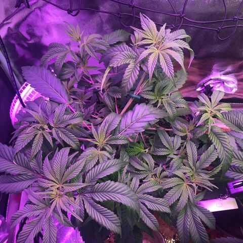 Cones #1 growlog timeline photo