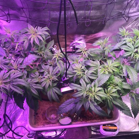 Cones #1 growlog timeline photo