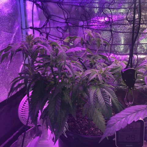 Cones #1 growlog timeline photo