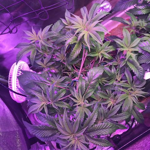 Cones #1 growlog timeline photo