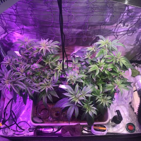 Cones #1 growlog timeline photo