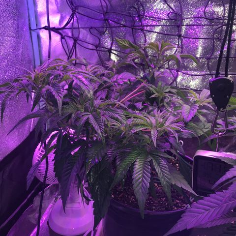 Cones #1 growlog timeline photo
